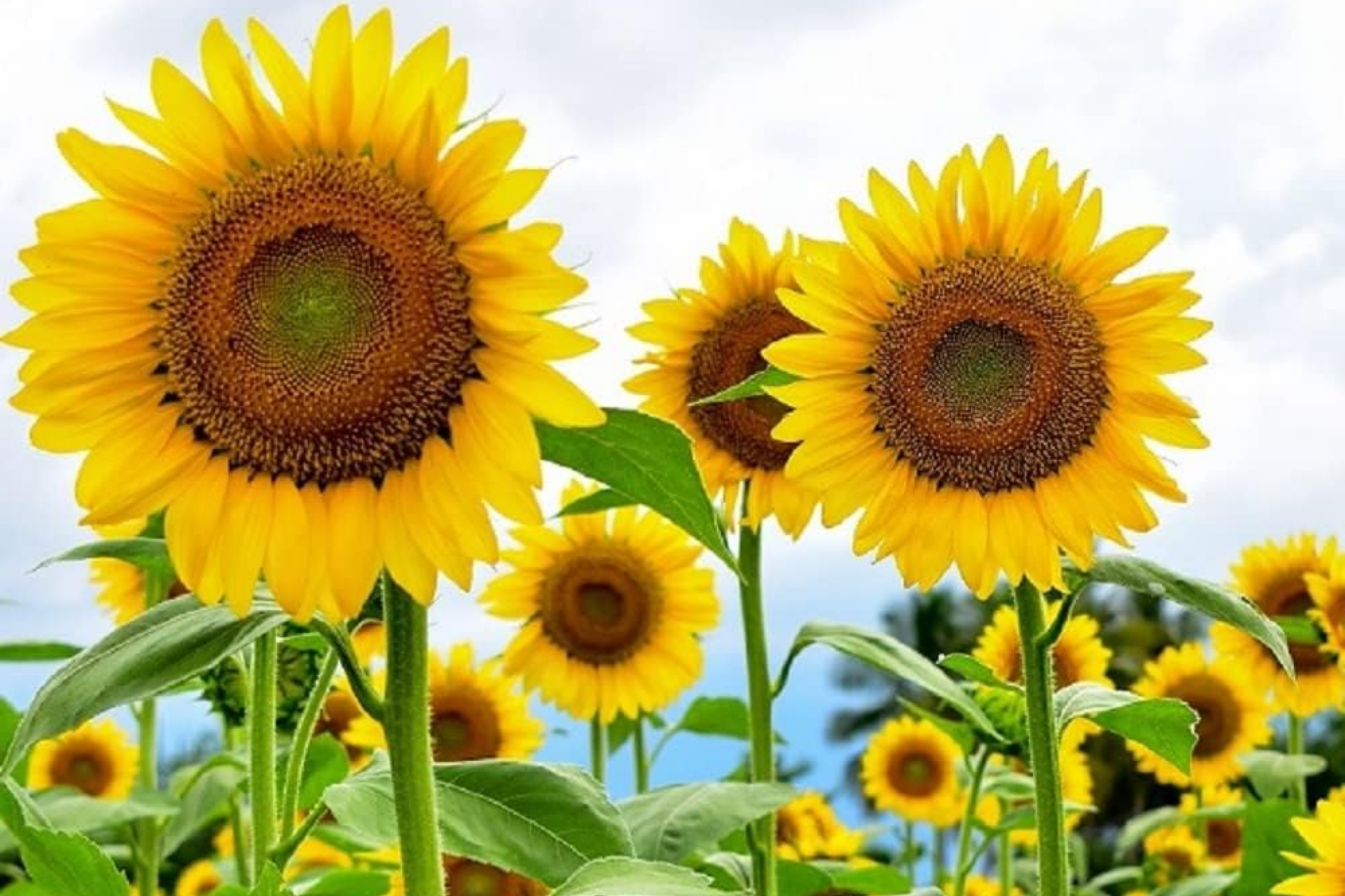 Skyscraper Sunflower Seeds - Organic Non-GMO Helianthus annuus - Tall Annual Garden Seeds for Bright Yellow Blooms