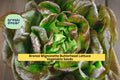 3pcs Bronze Mignonette Butterhead Lettuce Seeds – Heirloom, Tender, Bronze-Green, Lactuca sativa for Salad Gardens & Containers
