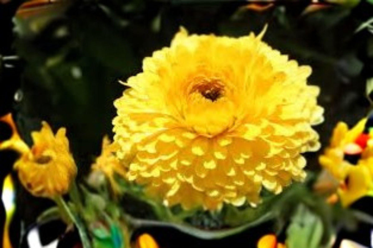Calendula Seeds Pacific Beauty Yellow Dark – Annual Pollinator Flower for Borders, Containers, Bees & Butterflies