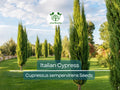 50 Italian Cypress Tree Seeds, Non-GMO, Evergreen, Fast-Growing, Privacy Screen, Cupressus sempervirens, Landscaping, Outdoor Plants