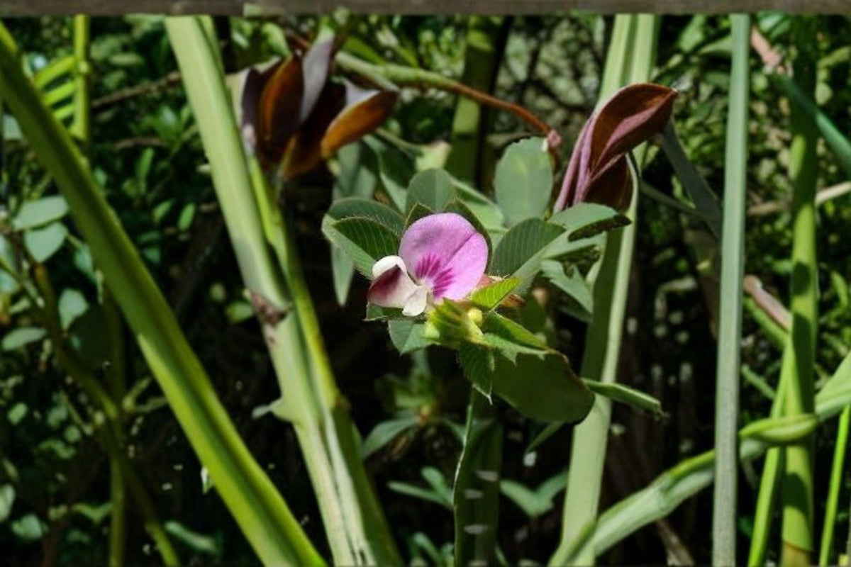 Korean Lespedeza Seeds, Annual Legume, Forage & Cover Crop, Kummerowia stipulacea, Pink Flowers, Low Growing, Soil Improvement
