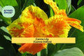 Canna Lily Rhizomes – 3 Bare Root Indian Shot Canna indica Red-Orange Tropical Flowers for Garden & Containers