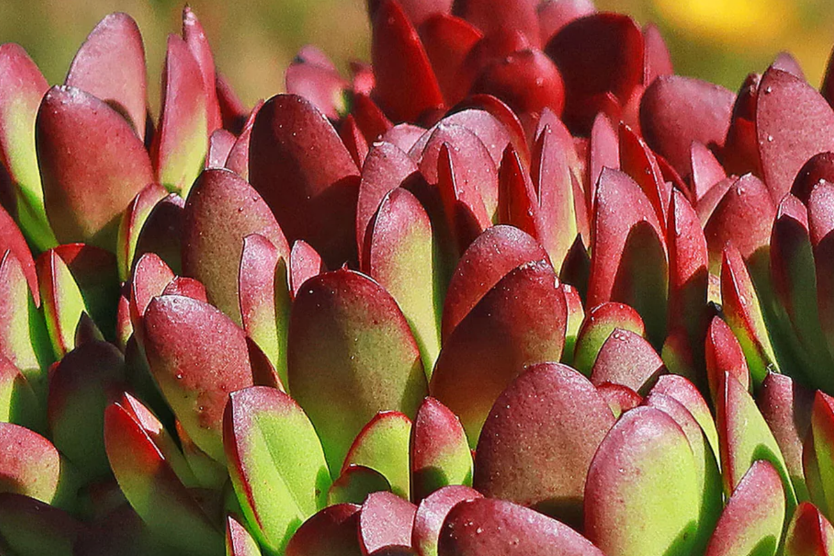 3 Pack Crassula Platyphylla Burgundy Succulent Cuttings, Unrooted, 1.5" Diameter, Color Varies with Light, Easy to Root, Indoor & Outdoor