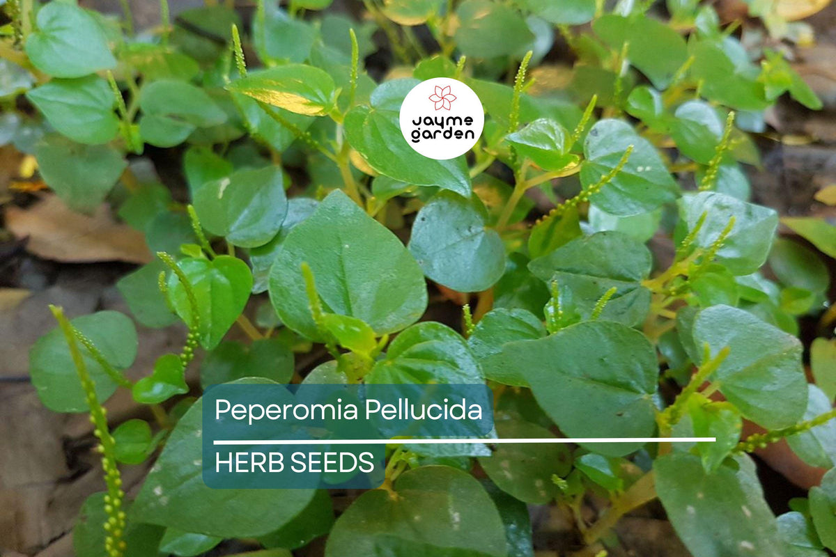 200+ Peperomia Pellucida Seeds – Rau Cang Cua, Krasang Teap, Edible Ornamental Plant, Small Space Indoor & Outdoor Garden Seeds
