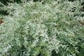 Nishiki Dappled Willow Tree Cuttings, 8-10", Variegated Foliage, Easy to Root, Fast Growing, Salix integra 'Hakuro Nishiki'