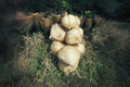 True Jicama Seeds – Climbing Vine for Salads & Snacks, Pachyrhizus erosus, Heirloom, Full Sun, Edible Roots, 10 Seeds