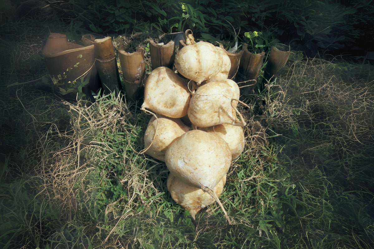 True Jicama Seeds – Climbing Vine for Salads & Snacks, Pachyrhizus erosus, Heirloom, Full Sun, Edible Roots, 10 Seeds