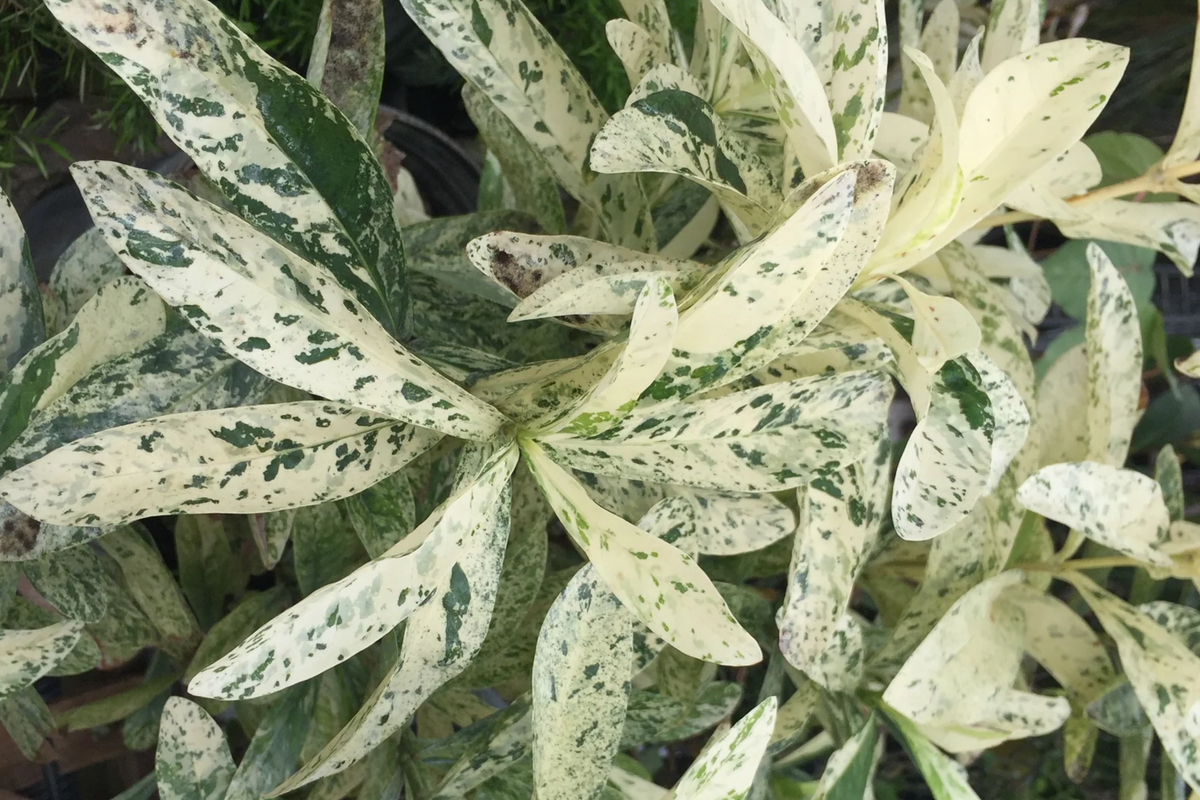 Thai Snow Ixora Starter Plant - Variegated White Flowers, Rooted Tropical Houseplant, 2-8" Tall, Easy Care, USDA Zones 8-11