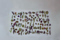 Succulent Cuttings Assorted Varieties - 30 Unique Succulents for Indoor & Container Gardens