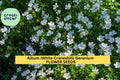 White Cranesbill Geranium Seeds – Perennial Groundcover, White Flowers, Shade-Tolerant, Geranium clarkei ‘Album’ – 25+ Seeds
