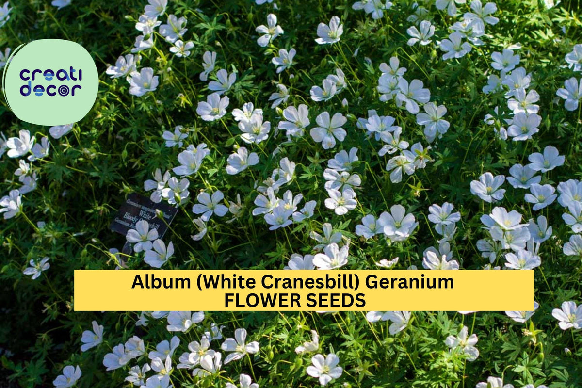 White Cranesbill Geranium Seeds – Perennial Groundcover, White Flowers, Shade-Tolerant, Geranium clarkei ‘Album’ – 25+ Seeds