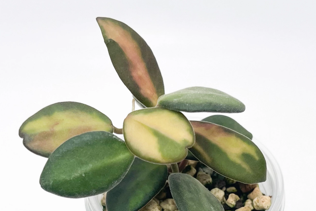 Uncommon Hoya Burtoniae Inner Variegated Plant in 4" Hanging Pot | Rare Variegated Hoya Houseplant | Indoor Vining Plant