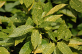 Gold Dust Aucuba Shrub Cuttings - 6" Speckled Foliage, Easy to Propagate, Shade Loving, Aucuba japonica 'Gold Dust'