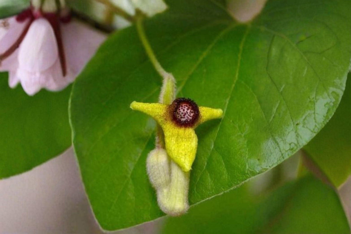 Woolly Dutchmans Pipevine Seeds – Aristolochia tomentosa – Native Butterfly Host Vine for Pollinator Gardens