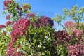 Elderberry Cuttings 12 Dormant Sambucus canadensis Fruit Shrub Varieties for Garden Planting