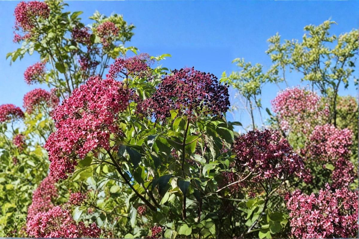 Elderberry Cuttings 12 Dormant Sambucus canadensis Fruit Shrub Varieties for Garden Planting