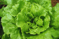 Batavian Iceberg Lettuce Seeds - 1200+ Non-GMO Lactuca sativa Vegetable Seeds for Home Gardens