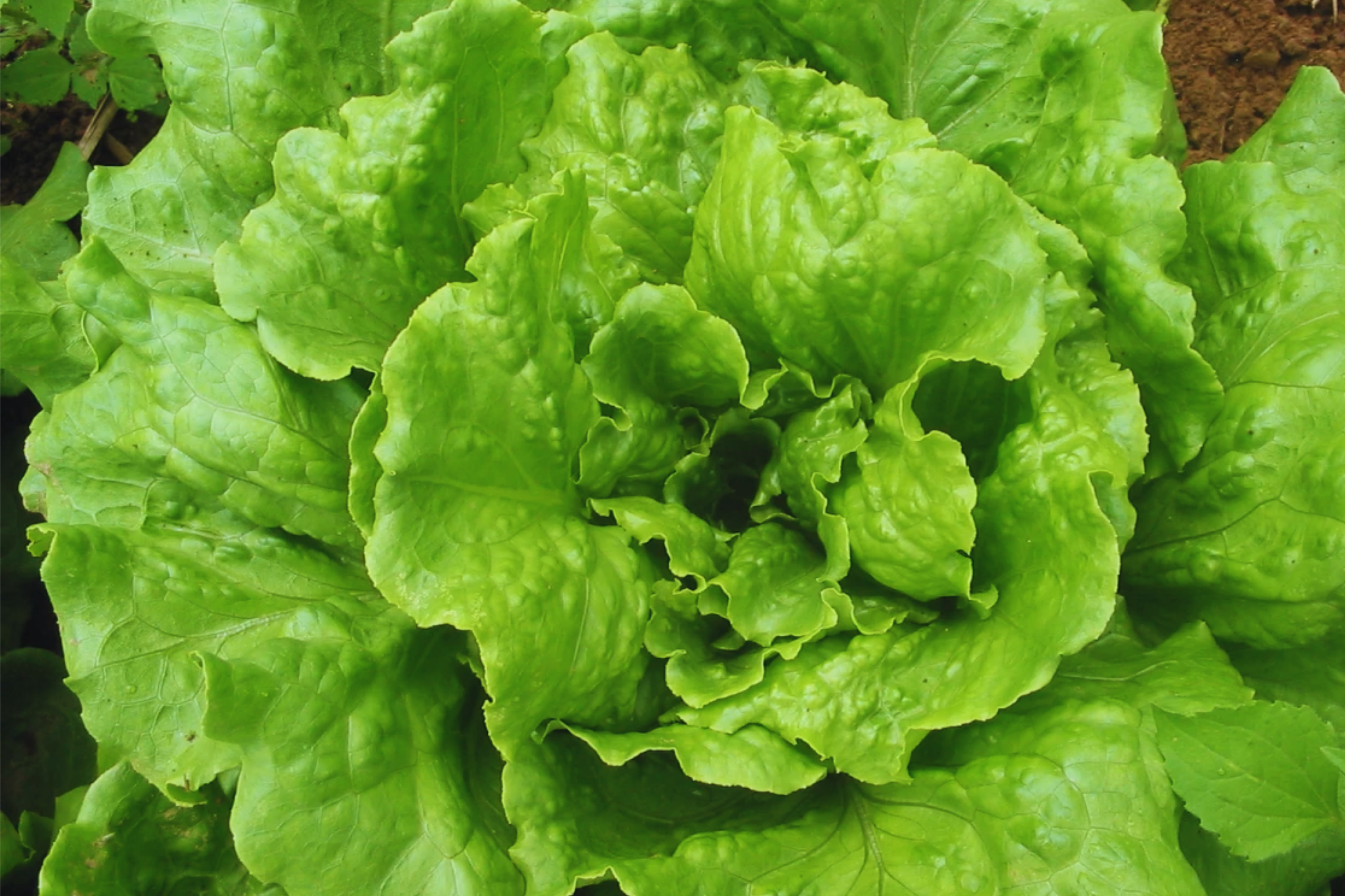 Batavian Iceberg Lettuce Seeds - 1200+ Non-GMO Lactuca sativa Vegetable Seeds for Home Gardens