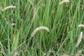 Blue Grama Grass Seeds – 100 Pack, Drought Tolerant, Native Prairie Grass, Bouteloua gracilis, Lawn Alternative, Low Maintenance