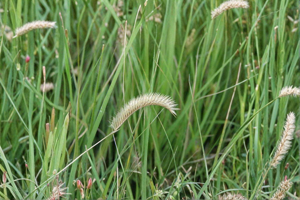 Blue Grama Grass Seeds – 100 Pack, Drought Tolerant, Native Prairie Grass, Bouteloua gracilis, Lawn Alternative, Low Maintenance