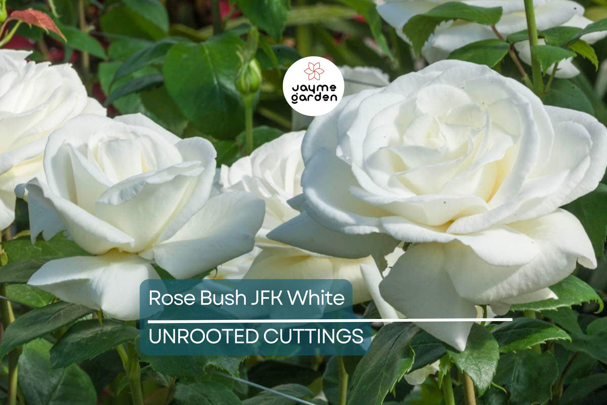 JFK White Rose Bush Cuttings – Hybrid Tea Rose, Pure White Double Blooms, Licorice Fragrance, Unrooted 6-Inch Clippings
