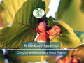 American Hazelnut Trees Bare Root Set of 3 – Edible Nut Shrubs, Corylus avellana, Cold Hardy, Wildlife Friendly, Fast Growing