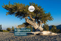 Bristlecone Pine Seeds (Pinus aristata) – Oldest Living Tree, Rocky Mountain Native, Long-Lived Evergreen, USDA Zones 4-7