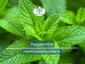 Live Peppermint Plants – 5 Bare Root Mentha × piperita for Culinary, Tea, and Herb Gardens