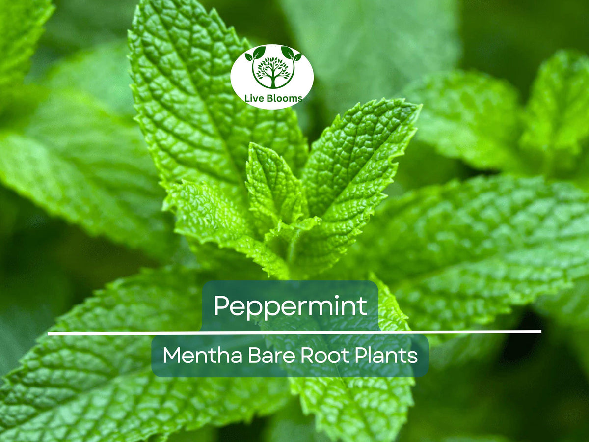 Live Peppermint Plants – 5 Bare Root Mentha × piperita for Culinary, Tea, and Herb Gardens