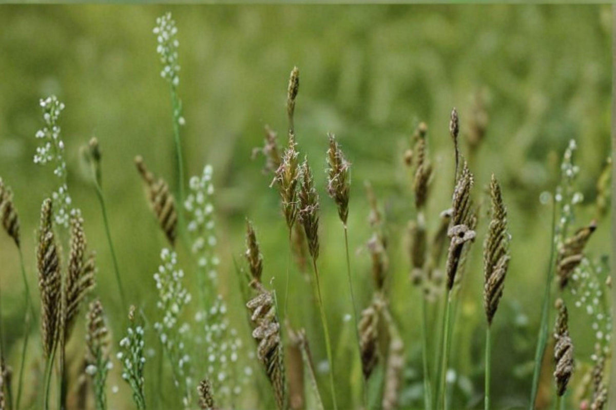 Sweet Vernal Grass Seeds 300 | Fragrant Perennial Meadow Grass Anthoxanthum odoratum