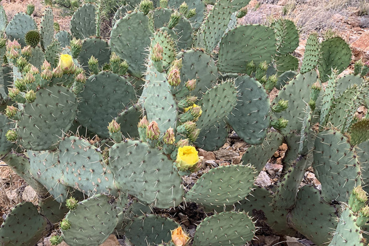 Opuntia Engelmannii Cactus Cutting 6-9 Inches with Yellow Flowers, Prickly Pear, Rootone Treated, Drought Tolerant Succulent