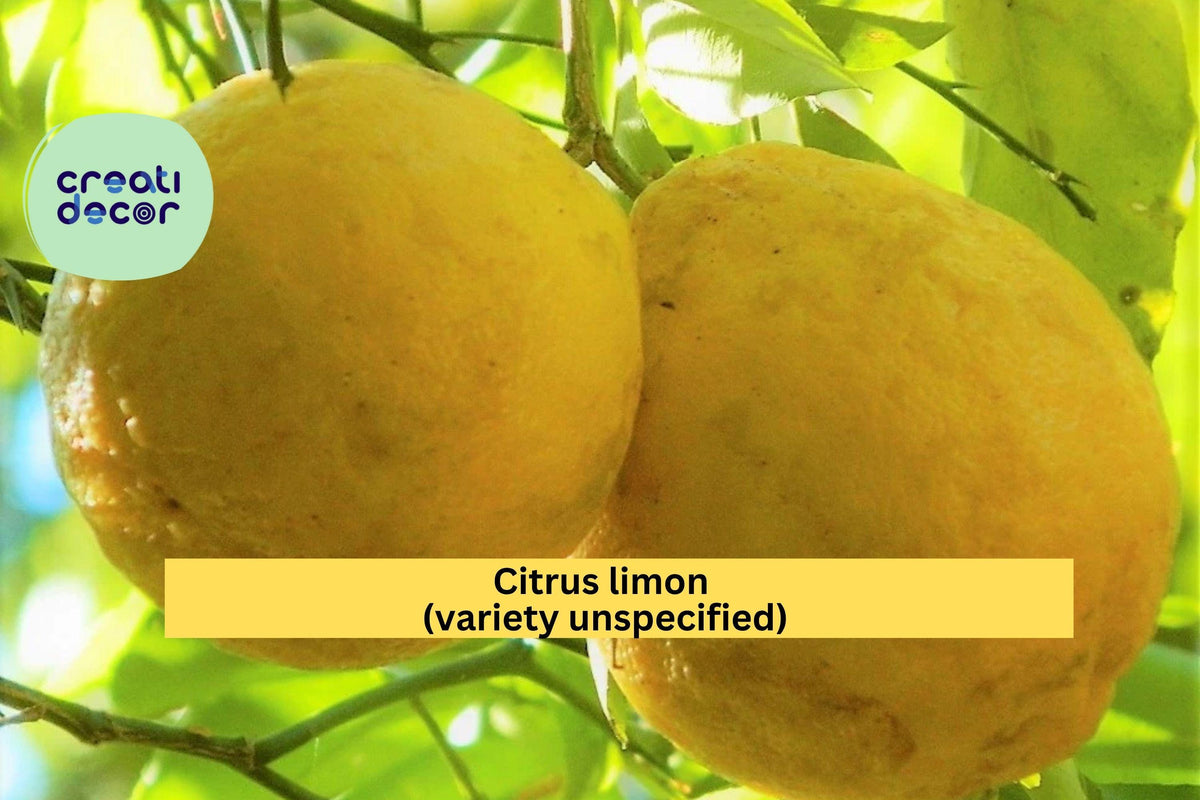 Rare Hardy Lemon Tree – Live 6-Inch Citrus Plant with Large Baseball-Size Fruit, Cold-Tolerant Citrus Starter for Home Gardens