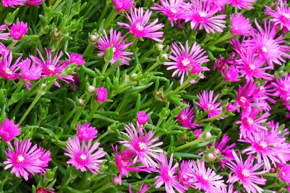 Magenta Delosperma Cooperi Hardy Ice Plant - 5 Unrooted Drought-Tolerant Succulent Cuttings for Ground Cover, Sun-Loving, Fast-Growing Plant