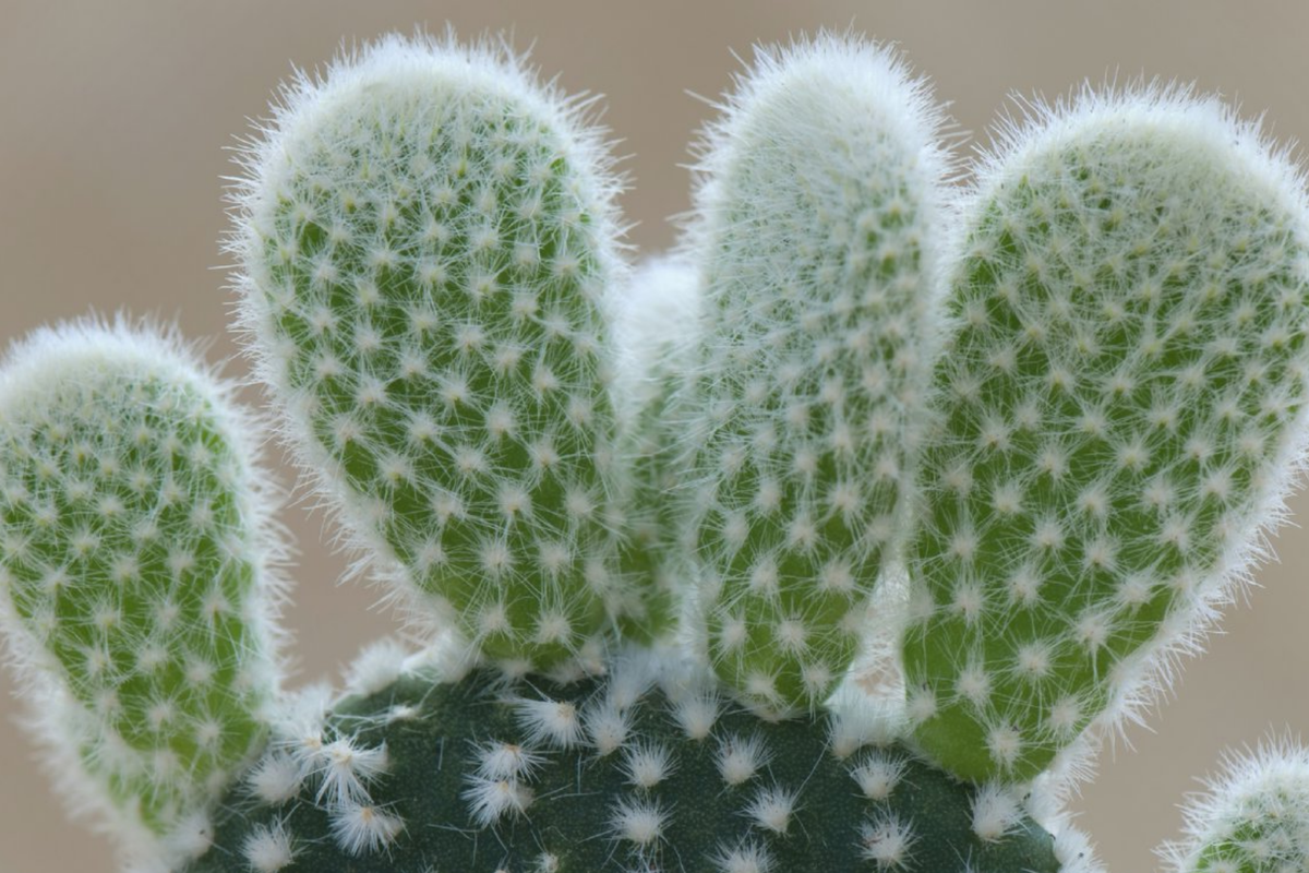 Bunny Ear Cactus Live Succulent Plant - 6" Starter Opuntia microdasys Indoor Outdoor Easy Care