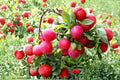 Red June Plum Tree Live Plant – Prunus salicina, 2ft Tall, Fruit Tree, Ornamental Blossoms, Juicy Red Plums