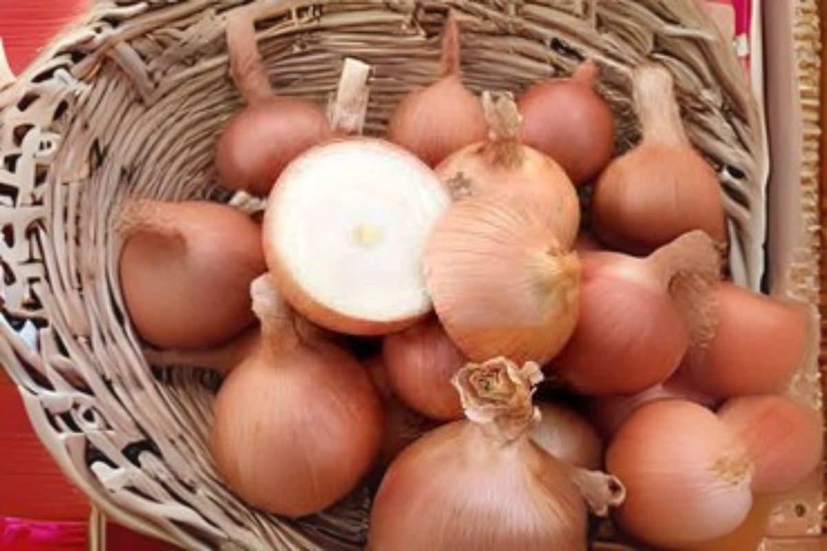 Sweet Spanish Colorado #6 Onion Seeds - Heirloom Allium cepa, Large Golden Yellow Bulbs, Mild Flavor, 250 mg Pack