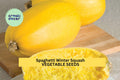 3pcs Spaghetti Squash Seeds – Vegetable Cucurbita pepo, Low Carb Pasta Alternative, Easy to Grow, Nutritious Winter Squash Seeds