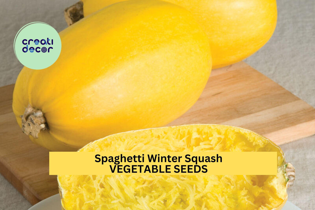 3pcs Spaghetti Squash Seeds – Vegetable Cucurbita pepo, Low Carb Pasta Alternative, Easy to Grow, Nutritious Winter Squash Seeds