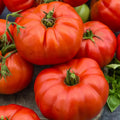 Beefsteak Tomato Plants - 2 Bareroot Heirloom Large Slicer Vegetables Solanum lycopersicum