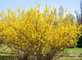 Forsythia suspensa Seeds – Golden-Bell, Weeping Forsythia, Early Blooming Ornamental Shrub, 10 Seeds