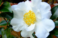 Pink Camellia Sasanqua Cuttings - Shishi Gashira Evergreen Shrub - Drought & Deer Resistant, Pet Safe, 5"+