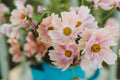 Apricot Lemonade Cosmos Seeds - 200+ Bi-Color Flower Seeds for Butterfly Garden, Cut Flowers, Drought Tolerant, Cosmos bipinnatus, USA Grown
