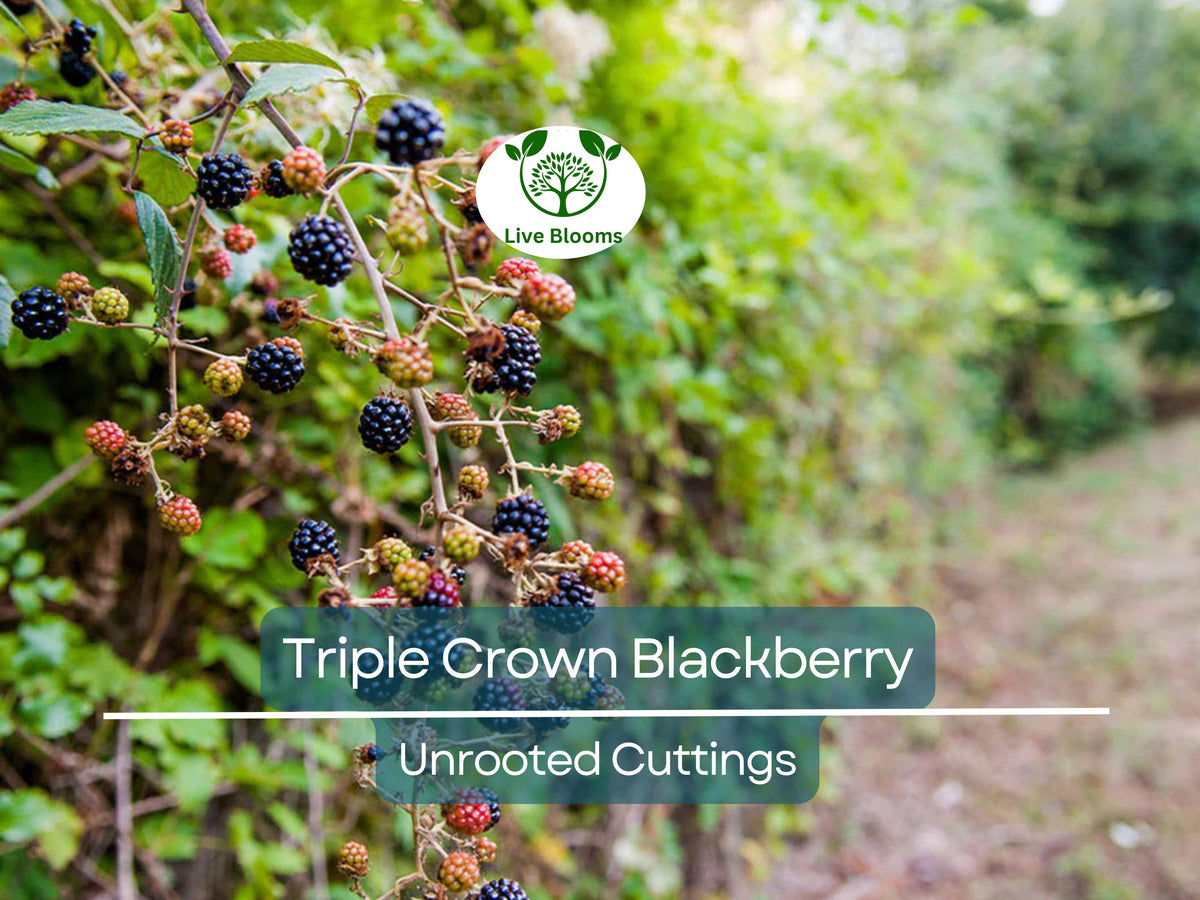 5 Unrooted Triple Crown Blackberry Cuttings – Grafting, Rooting Ready, Heirloom Rubus fruticosus, Sweet Juicy Berries