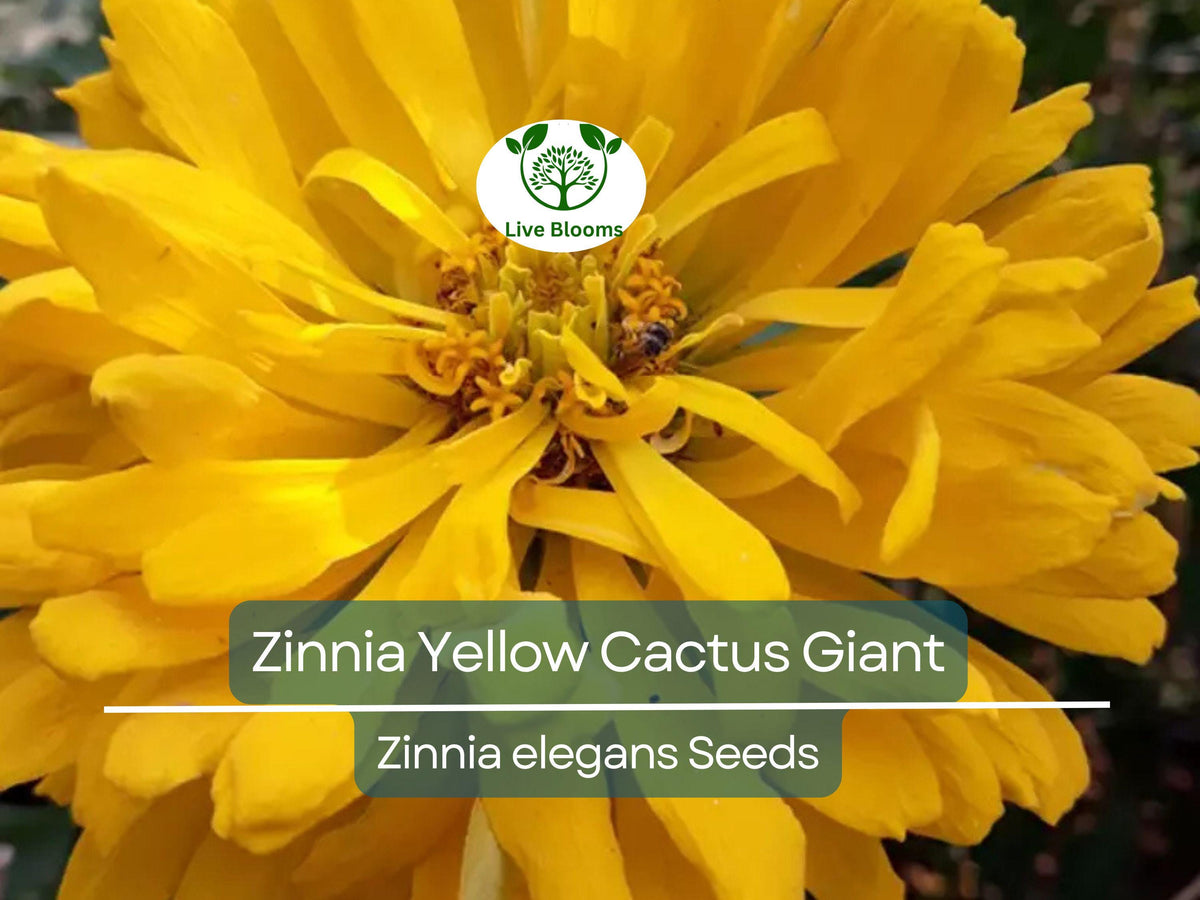 100 Zinnia elegans Yellow Cactus Giant Seeds – Bright Yellow, Heirloom, Non-GMO, Cut Flower, Easy to Grow Annual