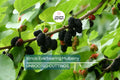 Illinois Everbearing Mulberry Live Plant – Fast Fruiting, Pesticide-Free Starter Tree, Morus 'Illinois Everbearing' for Home Gardens
