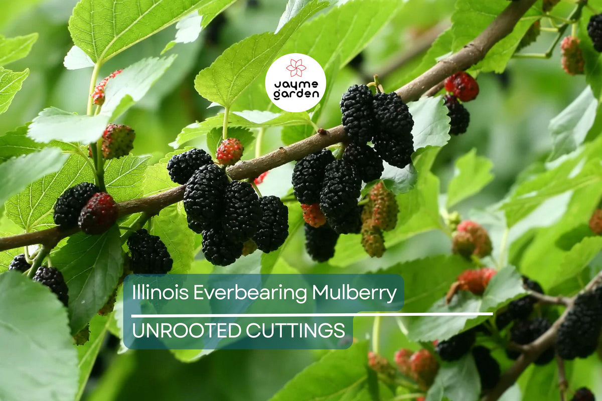Illinois Everbearing Mulberry Live Plant – Fast Fruiting, Pesticide-Free Starter Tree, Morus 'Illinois Everbearing' for Home Gardens