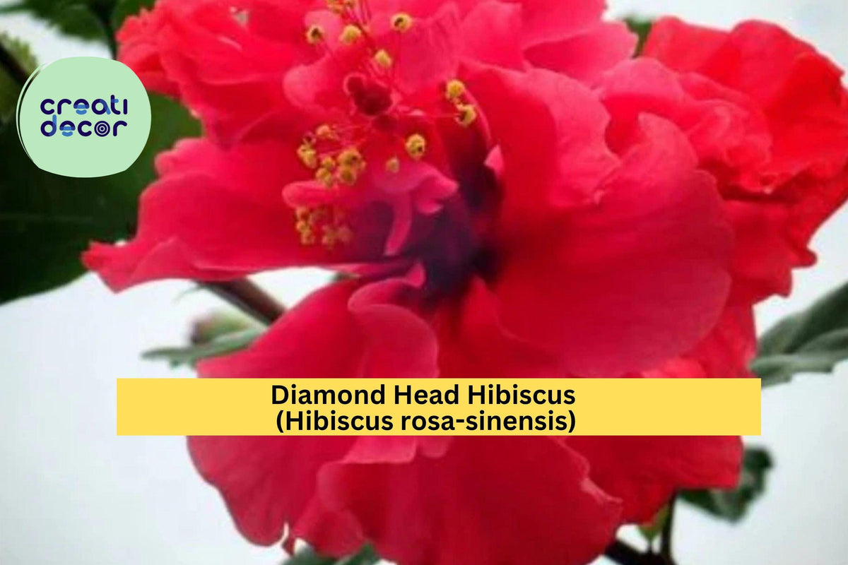 Diamond Head Hibiscus Starter Plant – Hibiscus rosa-sinensis Tropical Flowering Shrub for Garden or Patio Pots