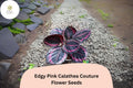 25+ Edgy Pink Calathea Seeds | Exotic Tropical Houseplant | Pink-Accented Foliage | Calathea roseopicta ‘Edgy Pink’