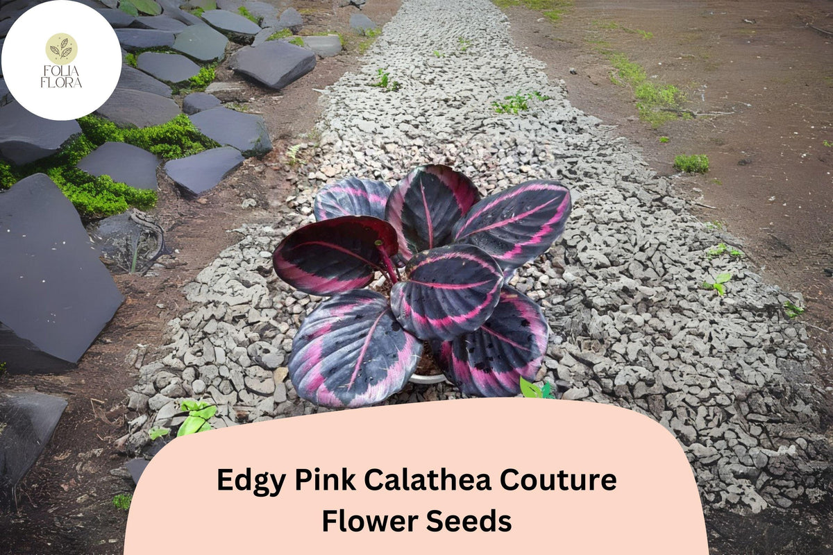 25+ Edgy Pink Calathea Seeds | Exotic Tropical Houseplant | Pink-Accented Foliage | Calathea roseopicta ‘Edgy Pink’