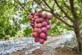 Queen Nina Grape Vine Cuttings - Unrooted 6-8" Vitis vinifera ‘Queen Nina’ Fruit Climbing Plant